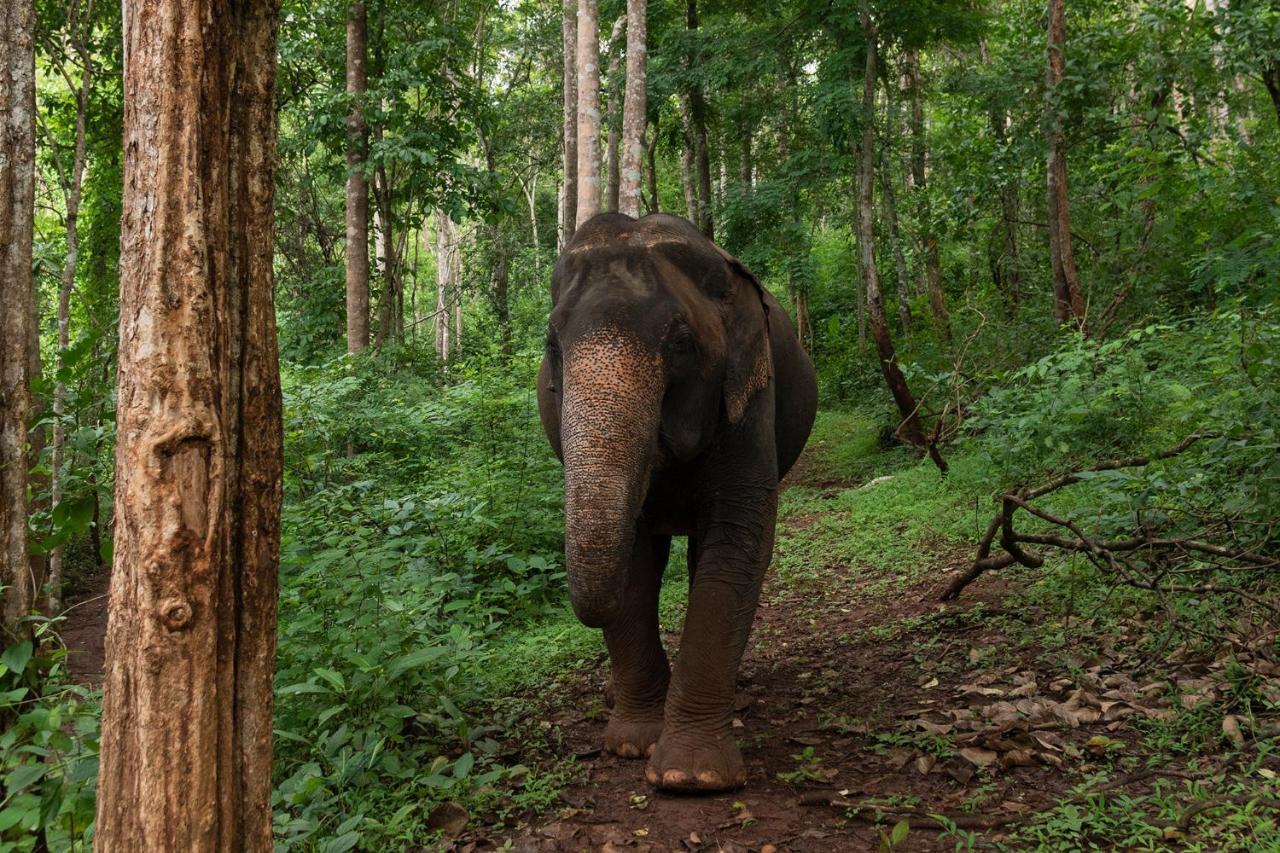 Chiang Mai Elephant Friends Экстерьер фото